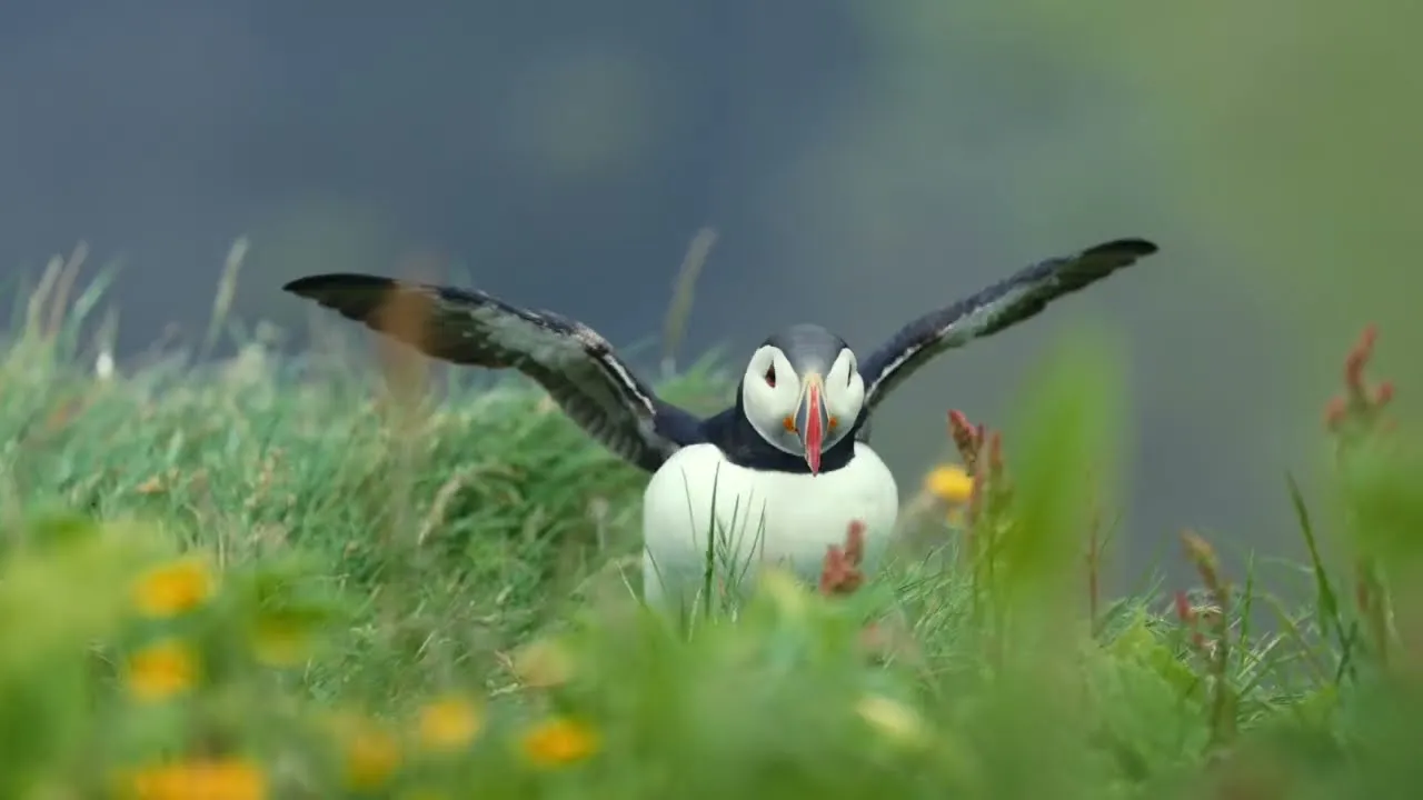 Puffins | Sony 70-200 GM II